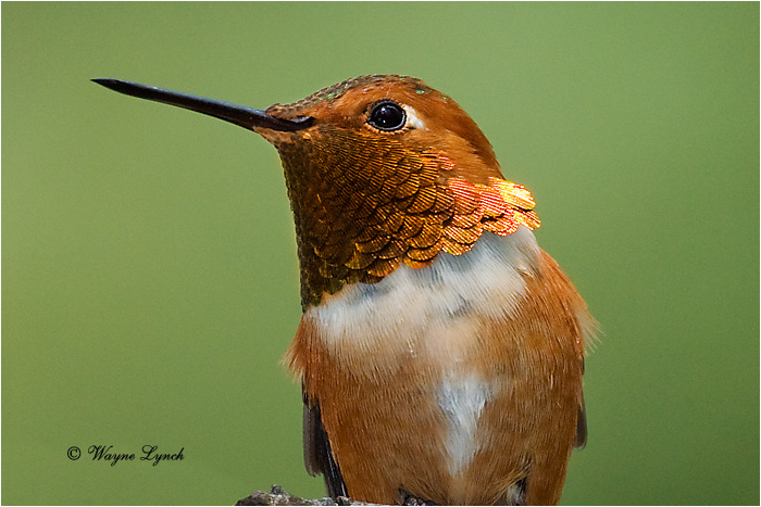 Male Rufous Hummingbird 103 by Dr. Wayne Lynch &copy;